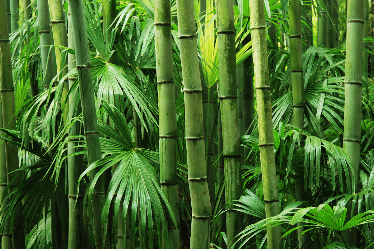 sustainable promo materials like bamboo
